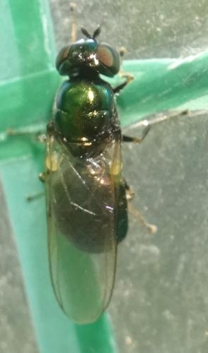 Réf. 354 698 : Microchrysa polita